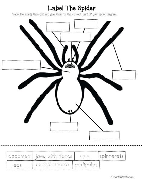 Free Printable Spider Worksheets